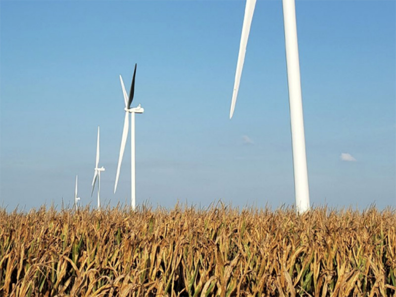 Wind turbines in corn field