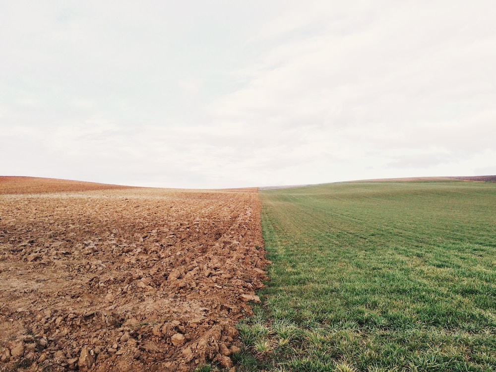 brown soil, green grass